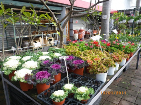 愛買花坊:盆栽換裝迎新年