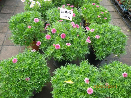 愛買花坊:盆栽換裝迎新年