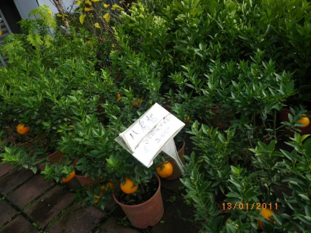 愛買花坊:盆栽換裝迎新年