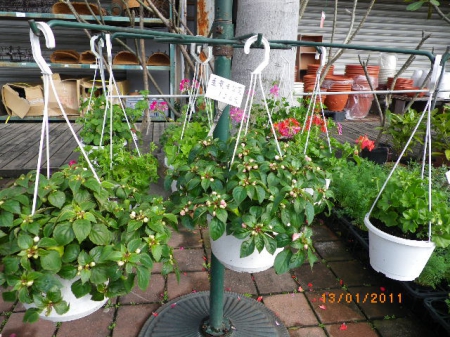 愛買花坊:盆栽換裝迎新年