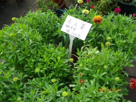 愛買花坊:盆栽換裝迎新年