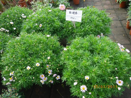 愛買花坊:盆栽換裝迎新年