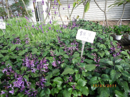 愛買花坊:盆栽換裝迎新年