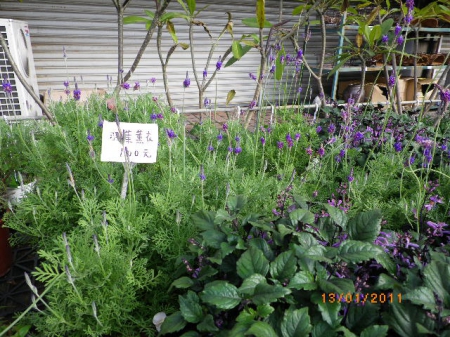 愛買花坊:盆栽換裝迎新年