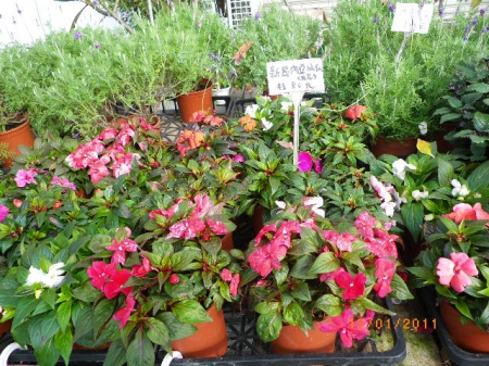 愛買花坊:盆栽換裝迎新年