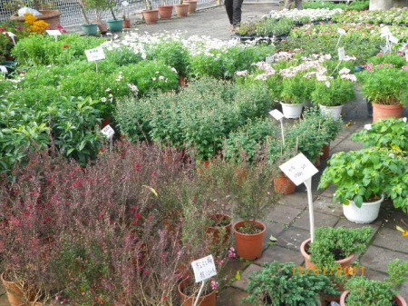 愛買花坊:盆栽換裝迎新年