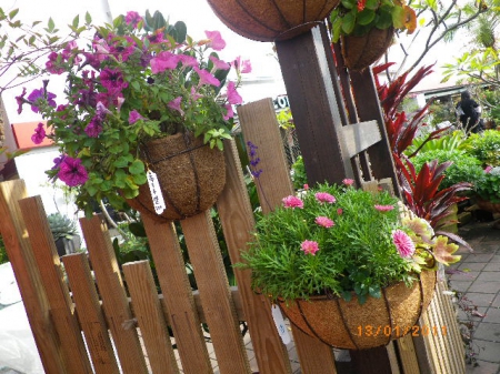 愛買花坊:盆栽換裝迎新年