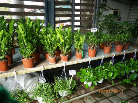 愛買花坊:盆栽換裝迎新年