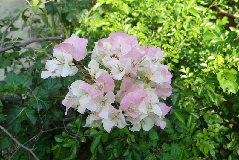 FB_IMG_1436984892431