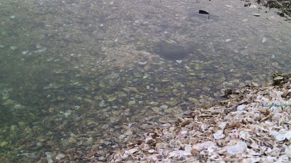 蚵殼島:【屏東旅遊】大鵬灣之蚵殼島