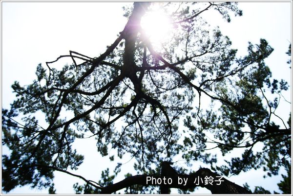 松園別館(Pine Garden)：花蓮「松園別館」親松樂活~