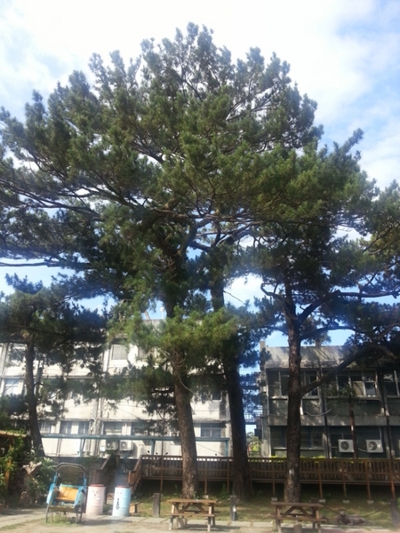 松園別館(Pine Garden):【花蓮旅遊】2015年6月到松園別館來文藝一下吧!