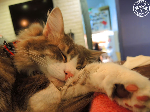 小春日和 動物雜貨:呷飽祙【台北松山・小春日和】結合寵物美容的複合式咖啡廳