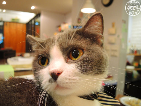 小春日和 動物雜貨:呷飽祙【台北松山・小春日和】結合寵物美容的複合式咖啡廳