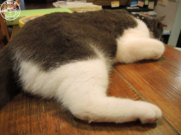 小春日和 動物雜貨:呷飽祙【台北松山・小春日和】結合寵物美容的複合式咖啡廳