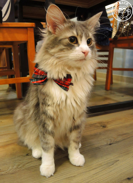 小春日和 動物雜貨:呷飽祙【台北松山・小春日和】結合寵物美容的複合式咖啡廳