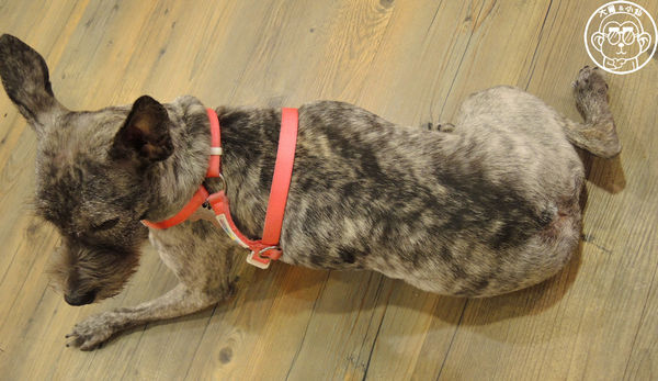 小春日和 動物雜貨:呷飽祙【台北松山・小春日和】結合寵物美容的複合式咖啡廳