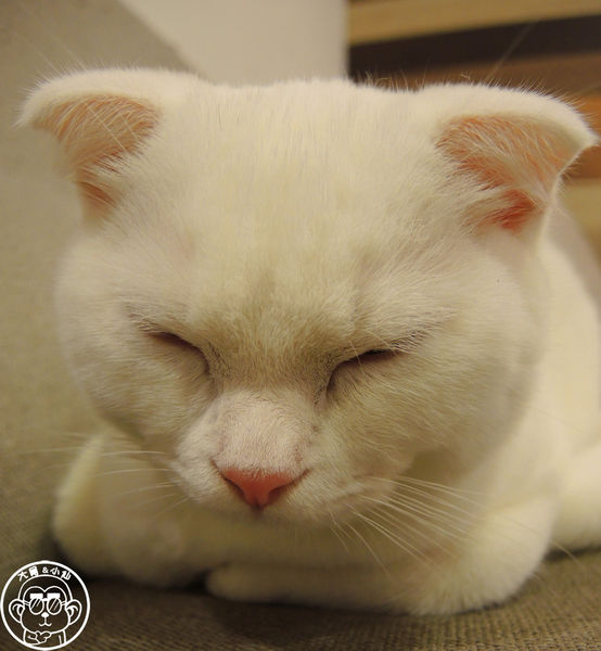 小春日和 動物雜貨:呷飽祙【台北松山・小春日和】結合寵物美容的複合式咖啡廳