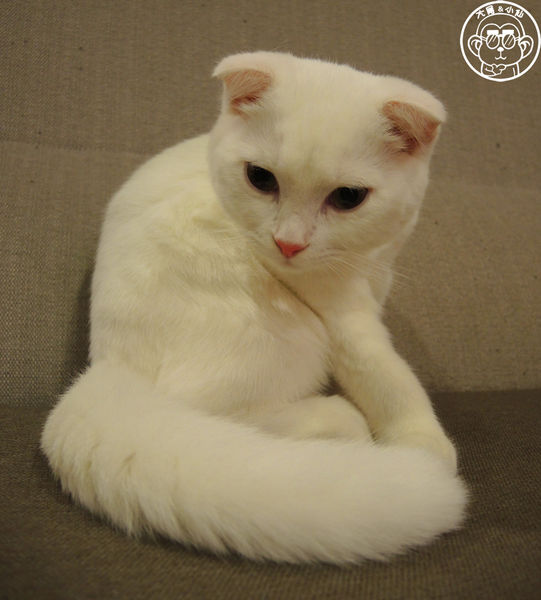 小春日和 動物雜貨:呷飽祙【台北松山・小春日和】結合寵物美容的複合式咖啡廳