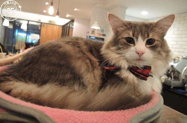 小春日和 動物雜貨:呷飽祙【台北松山・小春日和】結合寵物美容的複合式咖啡廳