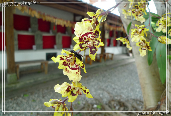 花蓮吉安慶修院：▪ 花蓮~ 吉安慶修院 - 不說還以為來到了日本