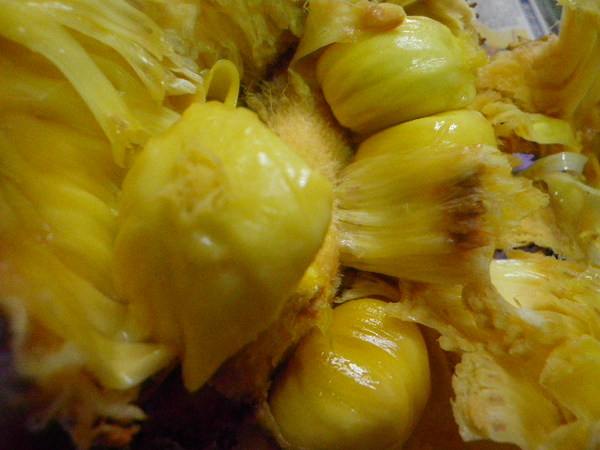 海口水果平價中心:鮮見的水果-榴槤蜜-絕妙的滋味