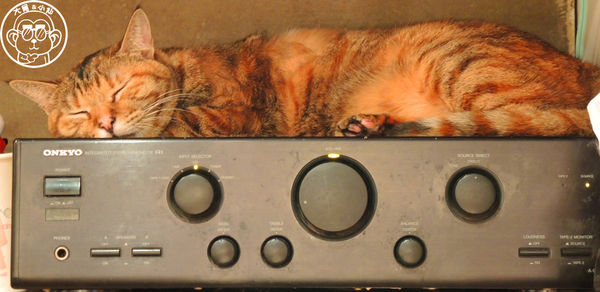 極簡咖啡館:呷飽祙【台北大安・極簡咖啡】萌店長們駐店迎接你