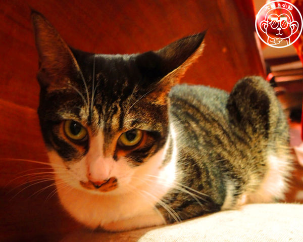 極簡咖啡館:呷飽祙【台北大安・極簡咖啡】萌店長們駐店迎接你