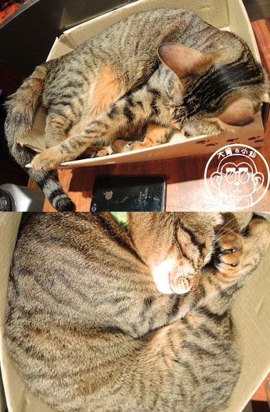 極簡咖啡館:呷飽祙【台北大安・極簡咖啡】萌店長們駐店迎接你