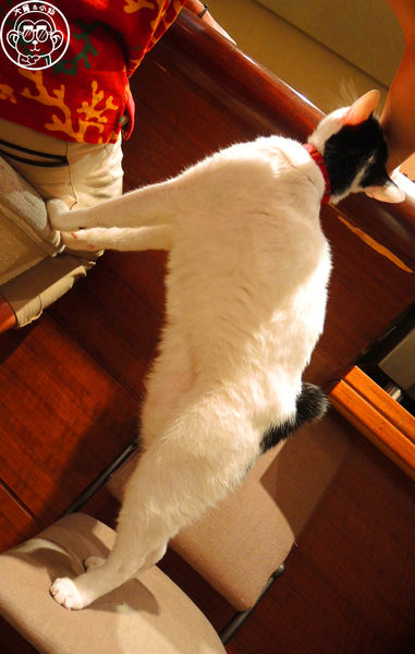 極簡咖啡館:呷飽祙【台北大安・極簡咖啡】萌店長們駐店迎接你