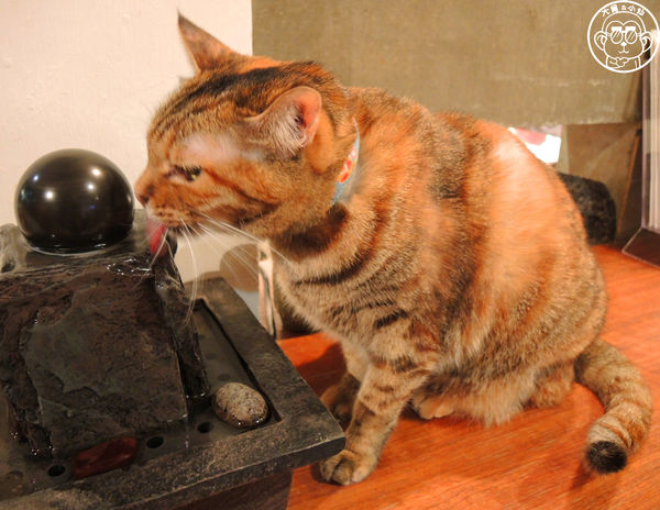 極簡咖啡館:呷飽祙【台北大安・極簡咖啡】萌店長們駐店迎接你