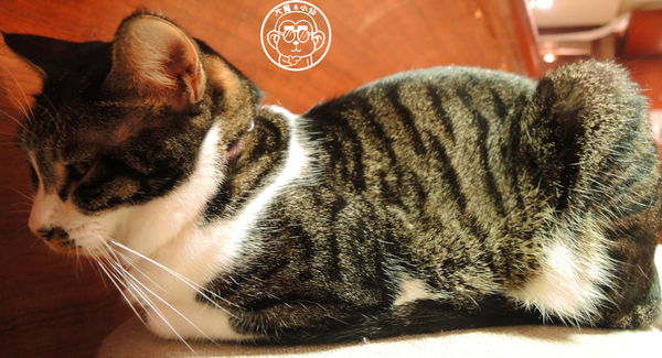 極簡咖啡館:呷飽祙【台北大安・極簡咖啡】萌店長們駐店迎接你