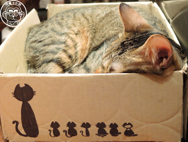 極簡咖啡館:呷飽祙【台北大安・極簡咖啡】萌店長們駐店迎接你