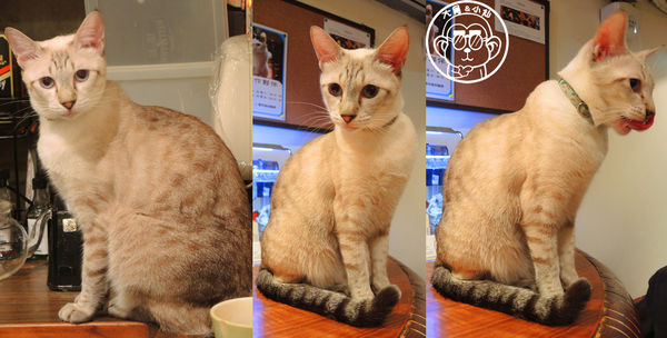 極簡咖啡館:呷飽祙【台北大安・極簡咖啡】萌店長們駐店迎接你