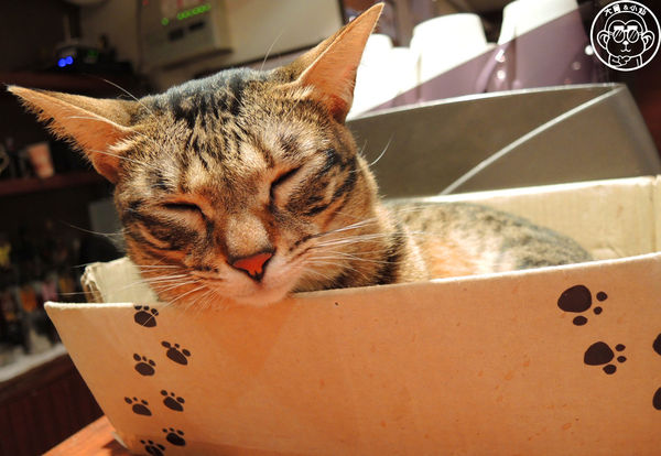 極簡咖啡館:呷飽祙【台北大安・極簡咖啡】萌店長們駐店迎接你