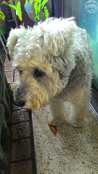 向日葵 咖哩飯豬排專賣店:呷飽祙【台中西區・向日葵日式定食】正統日式咖哩底家啦