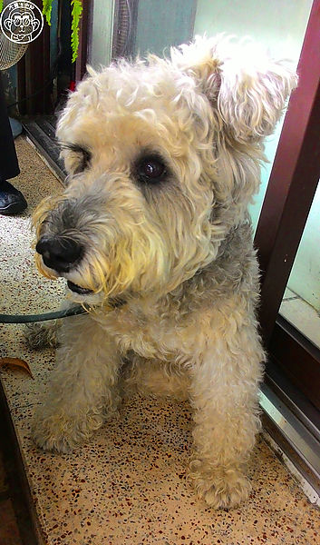 向日葵 咖哩飯豬排專賣店:呷飽祙【台中西區・向日葵日式定食】正統日式咖哩底家啦