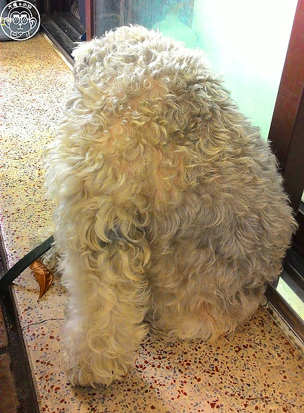 向日葵 咖哩飯豬排專賣店:呷飽祙【台中西區・向日葵日式定食】正統日式咖哩底家啦