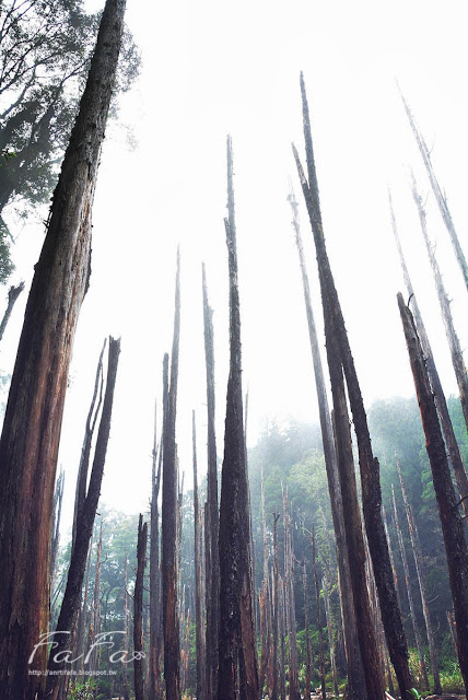 忘憂森林：[南投-景點]忘憂森林。靜止的迷霧世界