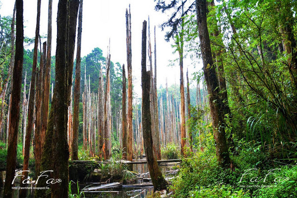 忘憂森林：[南投-景點]忘憂森林。靜止的迷霧世界