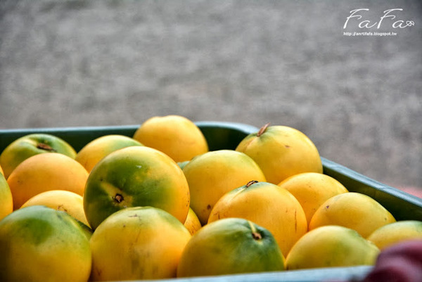 忘憂森林：[南投-景點]忘憂森林。靜止的迷霧世界