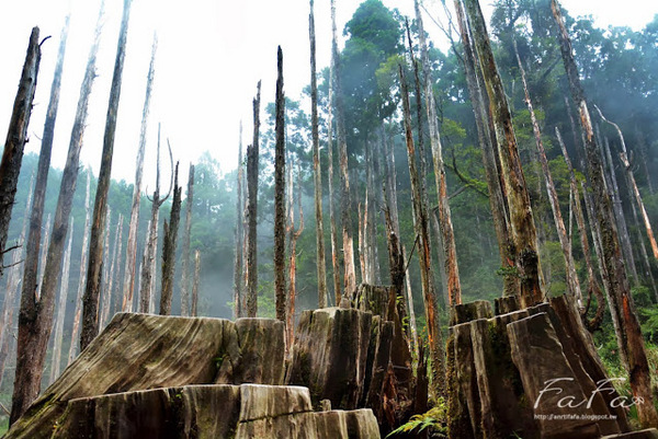 忘憂森林：[南投-景點]忘憂森林。靜止的迷霧世界