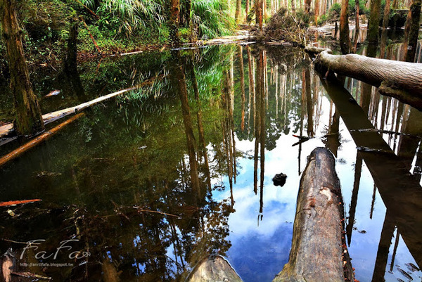 忘憂森林：[南投-景點]忘憂森林。靜止的迷霧世界