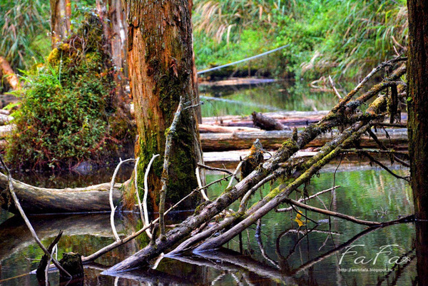 忘憂森林：[南投-景點]忘憂森林。靜止的迷霧世界