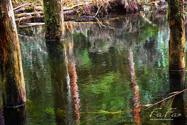忘憂森林：[南投-景點]忘憂森林。靜止的迷霧世界