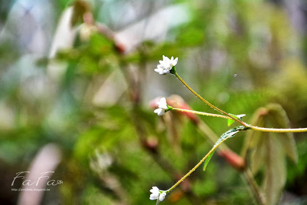 忘憂森林：[南投-景點]忘憂森林。靜止的迷霧世界