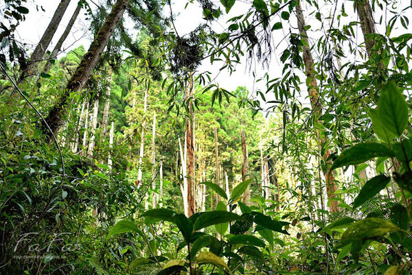 忘憂森林：[南投-景點]忘憂森林。靜止的迷霧世界