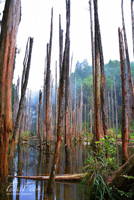 忘憂森林：[南投-景點]忘憂森林。靜止的迷霧世界