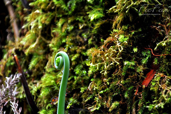 忘憂森林：[南投-景點]忘憂森林。靜止的迷霧世界