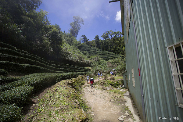忘憂森林：【人像寫真】｛南投｝艷夏。忘憂森林
